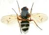 Phaonia tuguriorum